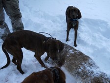 Mountain lion hunting in Montana and Idaho